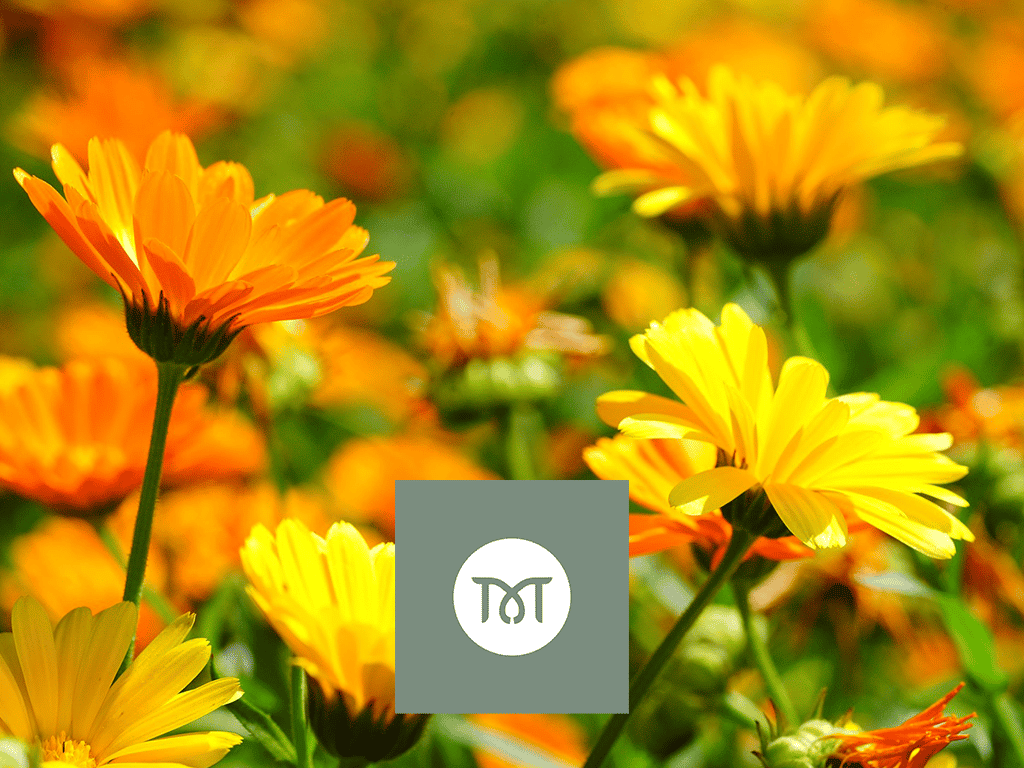 calendula